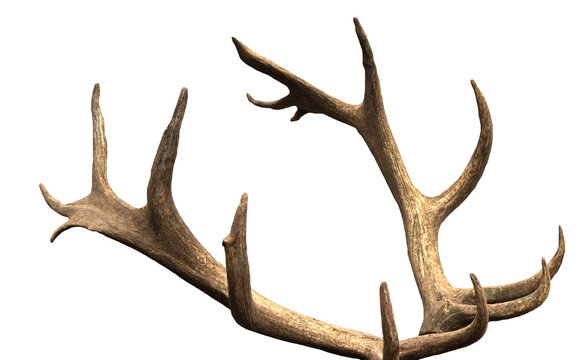 Large antler maral deer on a white background, isolate, horn