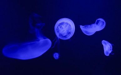 lighting jellyfish