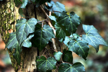 Beautiful, green wild ivy on tree bark in the forest