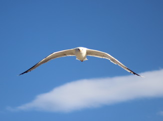 oiseau blanc