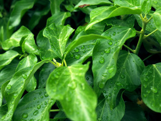 water drop in morning on leaf with sun light,vintage dark tone.