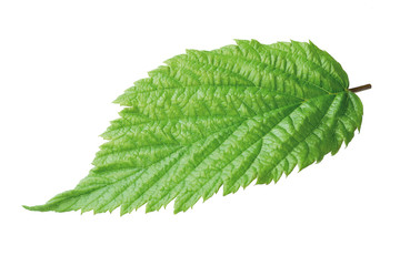 Brombeerblatt