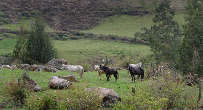 Obrajillo Andes Peru. Horses