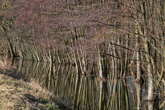 Reflection of trees on flooded land in Spring