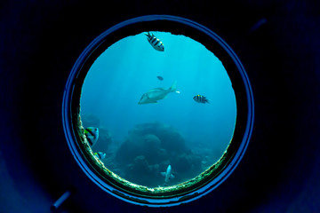 Underwater fish in coral reefs