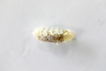 Isopoda (class Crustacea), Isopods live in the sea, in fresh water, Isopods have a chitinous exoskeleton and jointed limbs for education in Lab.