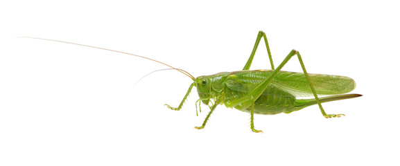 Green locust isolated on white