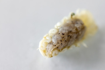 Isopoda (class Crustacea), Isopods live in the sea, in fresh water, Isopods have a chitinous exoskeleton and jointed limbs for education in Lab.