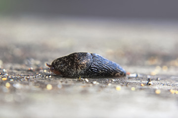 Closeup of a black slug curled up on grey background