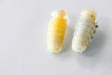 Isopoda (class Crustacea), Isopods live in the sea, in fresh water, Isopods have a chitinous exoskeleton and jointed limbs for education in Lab.