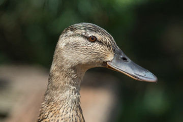 Close-up of a duck swimming in a pond