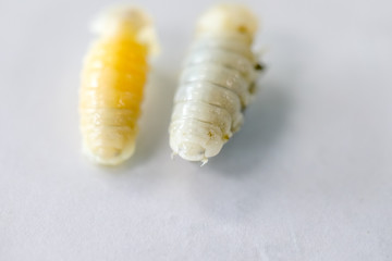 Isopoda (class Crustacea), Isopods live in the sea, in fresh water, Isopods have a chitinous exoskeleton and jointed limbs for education in Lab.