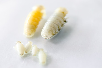 Naklejka premium Isopoda (class Crustacea), Isopods live in the sea, in fresh water, Isopods have a chitinous exoskeleton and jointed limbs for education in Lab.