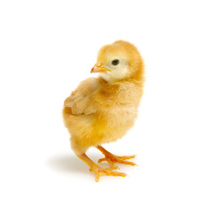 Fototapeta premium Chicks isolated on white