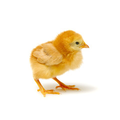 Obraz premium Chick isolated on white