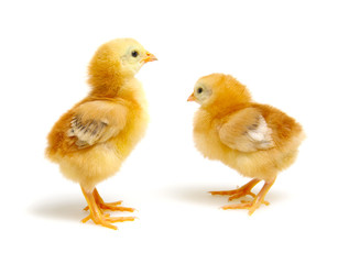 cute little newborn chickens