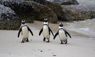 Fototapeta premium Three African penguins Spheniscus demersus on Boulders Beach near Cape Town South Africa coming back from the ocean