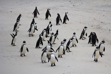 Colony African penguin Spheniscus demersus on Boulders Beach near Cape Town South Africa on the beach.