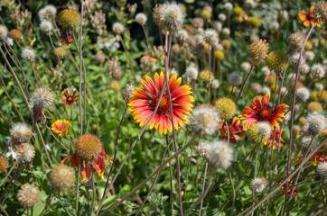 the colors of autumn