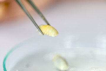 Isopoda (class Crustacea), Isopods live in the sea, in fresh water, Isopods have a chitinous exoskeleton and jointed limbs for education in Lab.