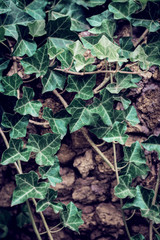 Fresh ivy leaves close up in the garden