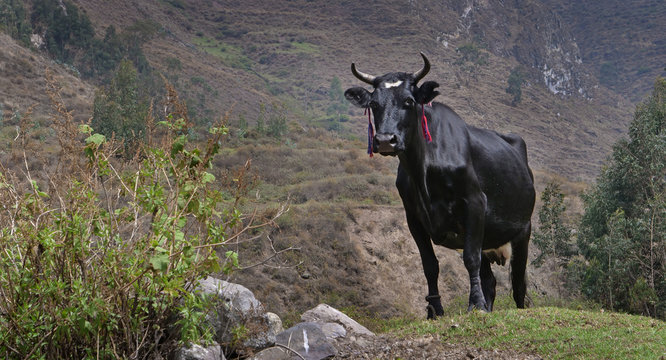 Obrajillo Andes Peru Cows in meadow. Countrylife.