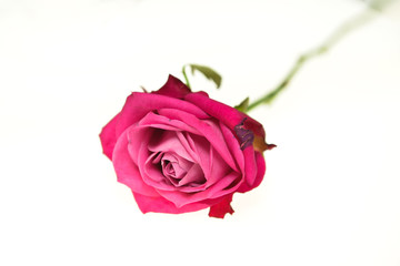 One pink red scarlet rose lies on a white isolated background. floristic composition. flowers