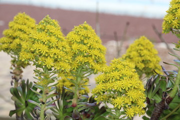View to plants on the balcony
