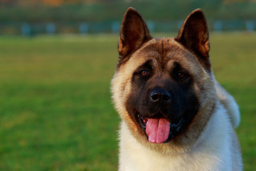 Dog breed American Akita