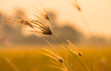 Fototapeta premium Grass with beautiful sunshine.13
