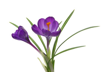 Spring flowers on white