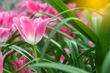 Naklejka premium Pink tulips flower blooming blossom with sunshine morning in the botanic garden.