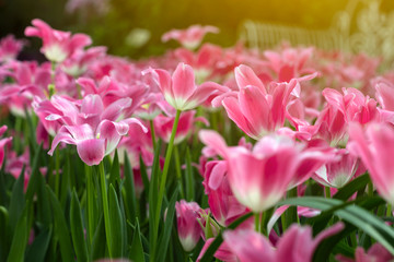 Obraz na płótnie Canvas Pink tulips flower blooming blossom with sunshine morning in the botanic garden.