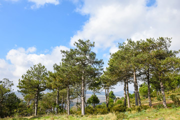 pine trees, sky, clouds.