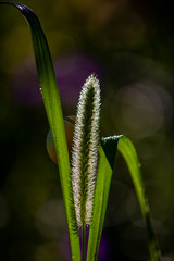 urginea maritima flover