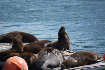 Fototapeta premium seals on the beach