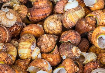 Home Decoration Items from Shell 12