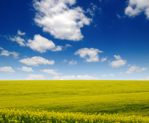 Obraz premium golden field of flowering rapeseed