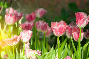 Pink tulips flower blooming blossom with sunshine morning in the botanic garden.