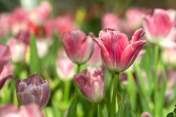 Fototapeta premium Pink tulips flower blooming blossom with sunshine morning in the botanic garden.