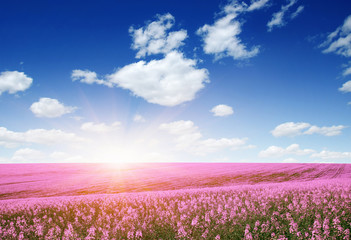 Fototapeta na wymiar colorful flowers over blue sky