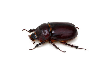 Beetle isolated on white