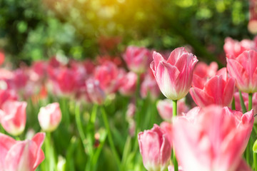 Pink tulips flower blooming blossom with sunshine morning in the botanic garden.