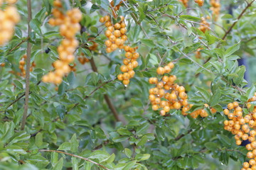 View to yellow berries in balcony
