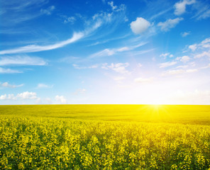 golden field of flowering rapeseed