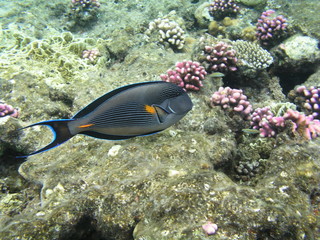 Tropical fish and hard corals in the Red Sea, Egypt. Vacation