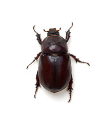 Beetle isolated on white