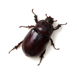 Beetle isolated on white