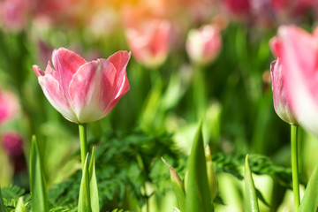 Pink tulips flower blooming blossom with sunshine morning in the botanic garden.