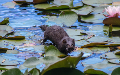 Minks on a pond